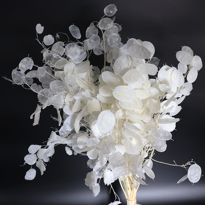 Eucalyptus Preserved - ดอกไม้ lunaria ที่เก็บรักษาไว้สำหรับการจัดงานแต่งงาน, ใบยูคาลิปตัส, ดอกไม้แห้งจริง, ตกแต่งบ้าน
