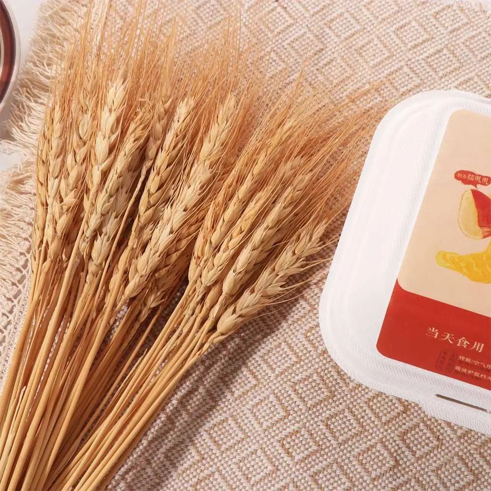 ดอกไม้ประดิษฐ์ 50 ชิ้น ก้านข้า - Eucalyptus Preserved บทวิจารณ์และราคา