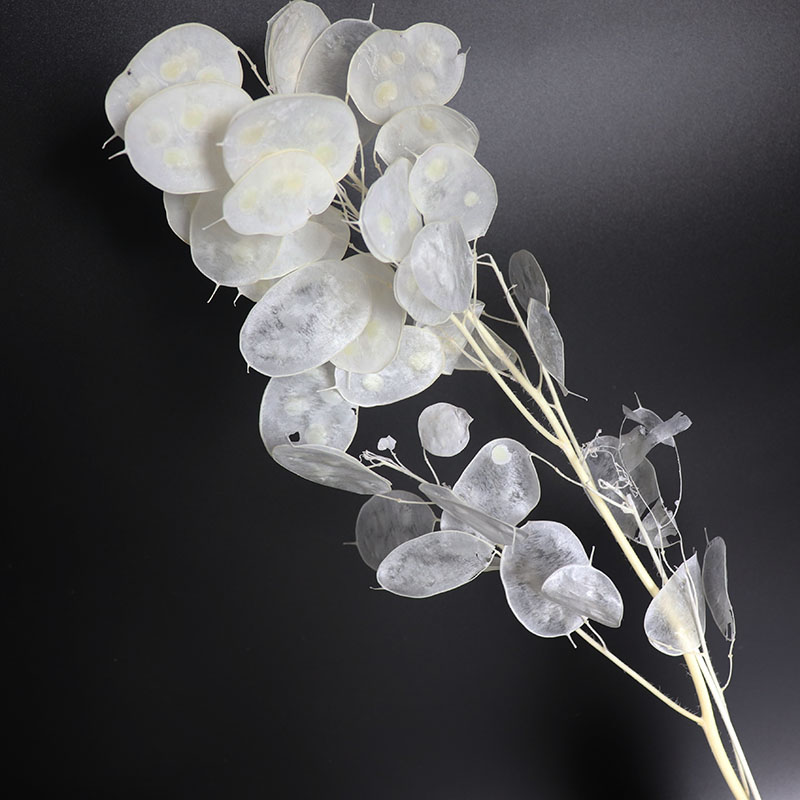 ดอกไม้ lunaria ที่เก็บรักษาไว้ - Eucalyptus Preserved บทวิจารณ์และราคา