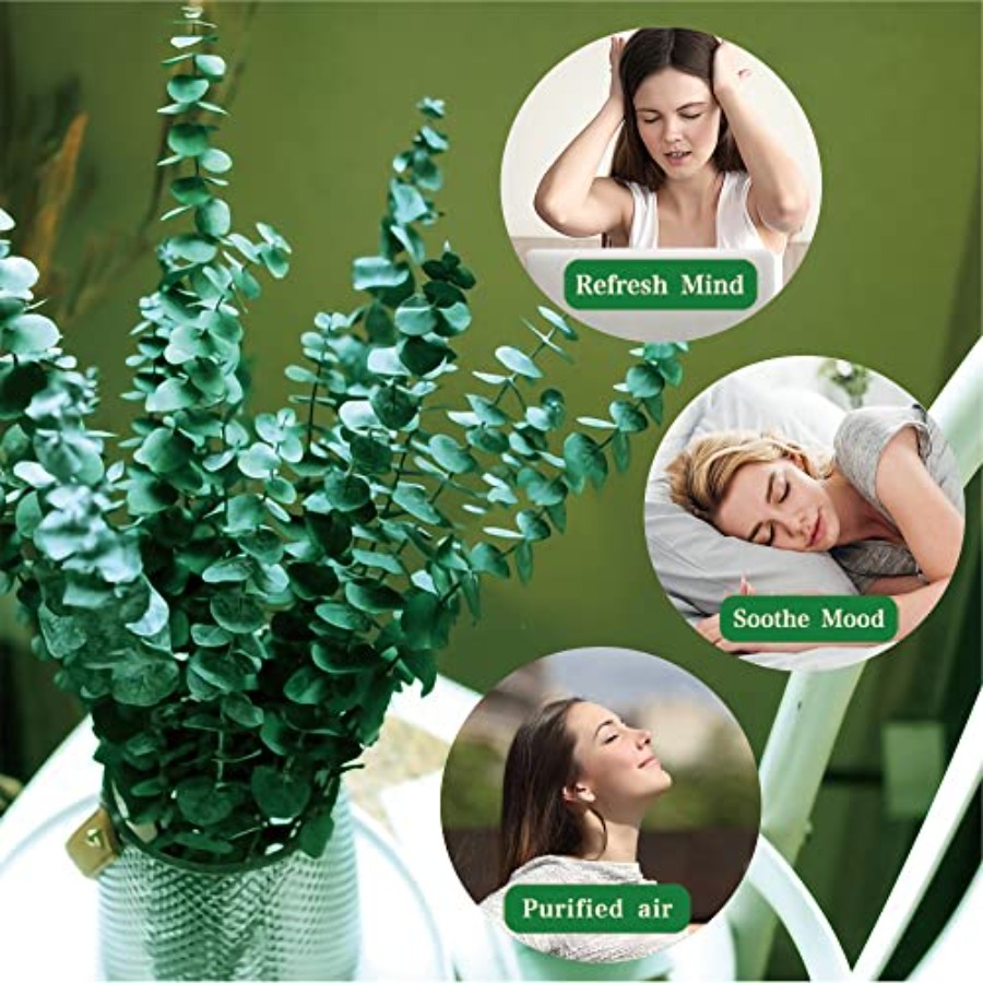 กิ่งยูคาลิปตัสแห้งแบบถนอมสภาพ  - Eucalyptus Preserved บทวิจารณ์และราคา
