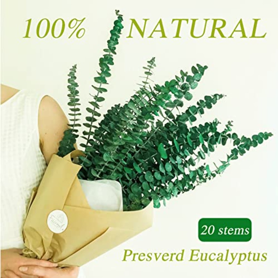 กิ่งยูคาลิปตัสแห้งแบบถนอมสภาพ  - Eucalyptus Preserved บทวิจารณ์และราคา