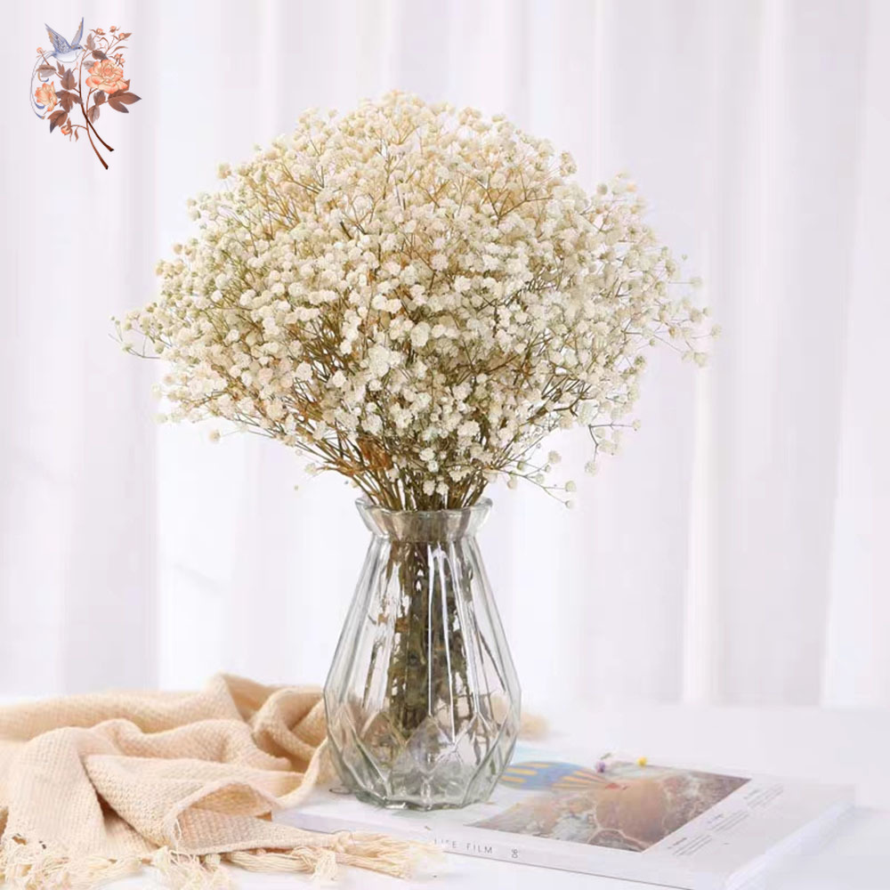60g แห้ง Baby Breath ดอกไม้ช่อ - Eucalyptus Preserved บทวิจารณ์และราคา